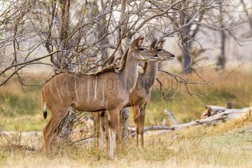 Botswana  Khwai river game reserve  grand koudou  Tragelaphus strepsiceros  male