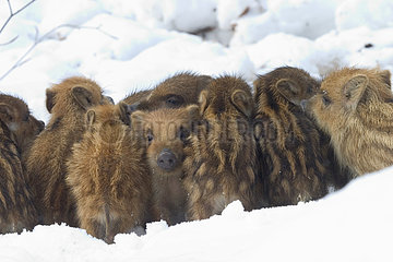 Eurasian wild boar (Sus scrofa) piglets warming against each other in the snow  Ardennes  Belgium