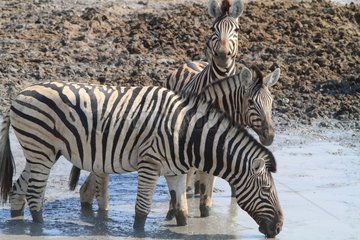 Burchell's zebra (Equus burchellii) in water. Namibia