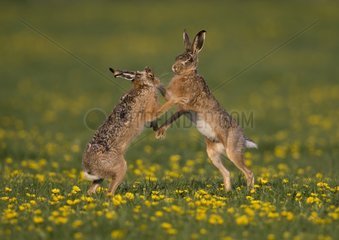 Brown hare (Lepus europaeus) Hare boxing in a meadow covered with dandelion  England  Spring