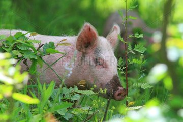 Pig  Armenia