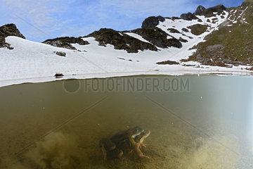 European Frog (Rana temporaria) mating in a mountain lake  Valais Alps  Switzerland.