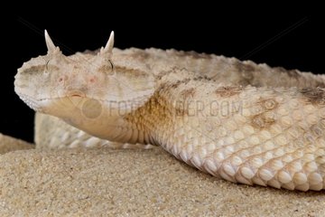 Portrait of Horned dessert viper (Cerastes cerastes) on sand