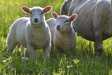 Sheep and young in the meadow  Franche-Comté  France