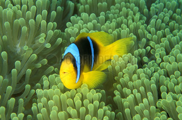 Twoband anemonefish (Amphiprion bicinctus) in anemone  Red Sea  Sharm El Sheikh  Egypt