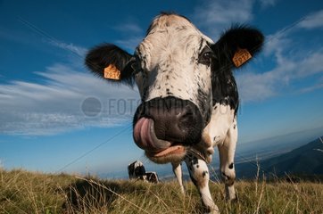 Vosges cow in a meadow