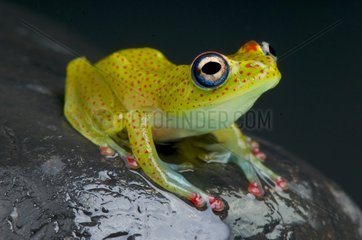 Red spotted tree frog (Boophis erythrodactylus) on blavk background