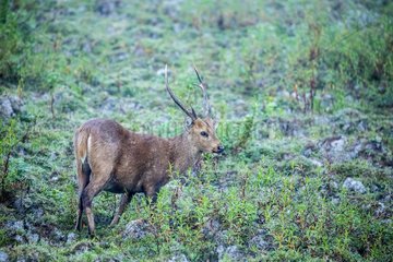 India  Assam  Kaziranga national park  Unesco World Heritage  hog deer (Axis porcinus)