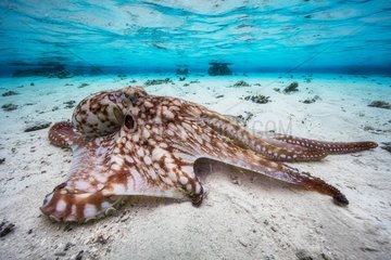 Octopus (Octopus sp) in the lagoon  Mayotte  Indian Ocean.