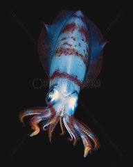 Bigfin reef squid (Sepioteuthis lessoniana) swimming at night  Indian Ocean  Reunion