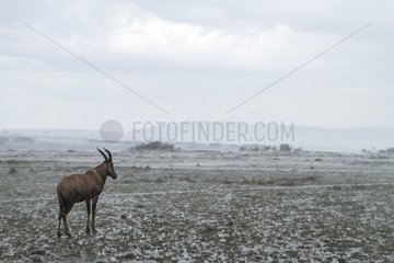 Kenya  Masai-Mara game reserve  topi (Damaliscus korrigum)  under the rain