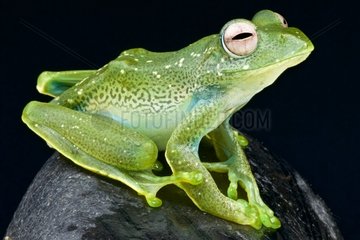 Leopard tree frog (Boophis sibilans) on black background