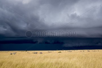 Kenya  Masai-Mara game reserve  zebras in the plains before storm
