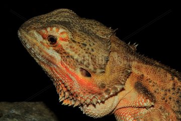 Portrait of Central Bearded Dragon (Amphibolurus vitticeps)