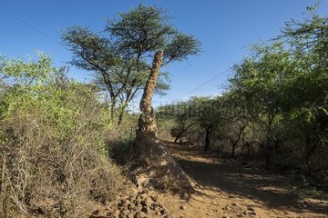 Kenya  Bogoria reserve  termit mound