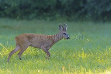Western Roe Deer (Capreolus capreolus) on Meadow  Roebuck  Hesse  Germany  Europe