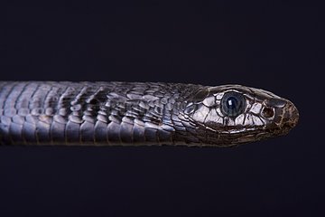 Portrait of Black tree snake (Thrasops jacksonii) on black background