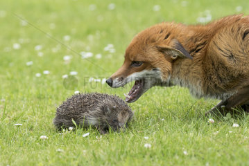 Red fox (Vulpes vulpes and Hedgehogs  (Erinaceus europaeus)  fox looking at a hedgehog  England  Summer