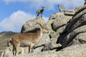 Spanish ibex (Capra pyrenaica) female and young on rock  Guadarrama National Park  Madrid  Spain