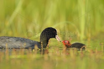 Coot (Fulica atra) feeding its young - Dombes  France