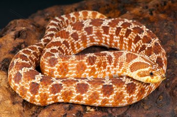 Western hognosed snake (Heterodon nasicus)