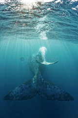 White southern right whale calf swimming with its mother  Port St-Johns  South Africa