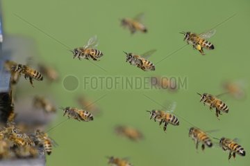 Honey bees (Apis mellifera) arriving to the hive  Northern Vosges Regional Nature Park  France