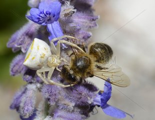 Crab spider (Thomisus onustus) white female capturing a Honey Bee (Apis mellifera)  Anduze  Cevennes  France
