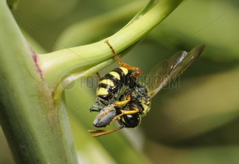 Digger wasp(Cerceris arenaria) capturing a Weevil  Northern Vosges Regional Nature Park  France