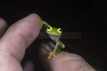 Fleischmann's Glass Frog on a man hand in Guatemala