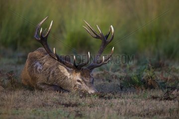 Red deer (Cervus elaphus) Stag sleeping in a meadow  England  Autumn