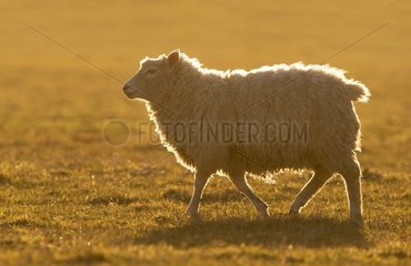 Sheep (Ovis aries) Sheep walking in a meadow at sunset  England  Winter