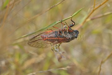 Red Cicada (Tibicina haematodes) in the dry grass of the garrigue  France