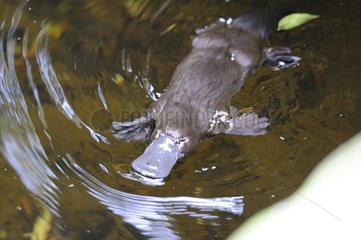 Platypus (Ornithorhynchus anatinus) in water  Tasmania  Australia