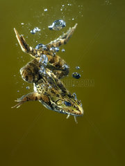Perez's Frog (Pelophylax perezi)  Swimming with bubbles  Spain