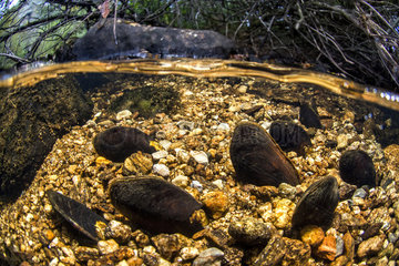 Freshwater pearl mussels (Margaritifera margaritifera)  river Arn  Haut-Languedoc Regional Nature Park  France