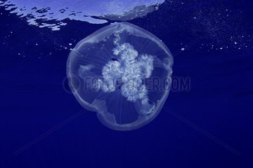 Moon jellyfish  Aurelia aurita  Santa Maria Island  Azores  Portugal  Atlantic Ocean