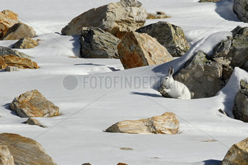 Hare ( mountain hare ) in white coat early winter in the snow  Alps   Switzerland.