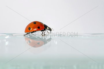 Sevenspotted lady beetle (Coccinella septempunctata) walking on a window  France