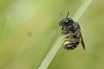 Blue Mason Bee (Osmia caerulescens) female at rest  Northern Vosges Regional Nature Park  France