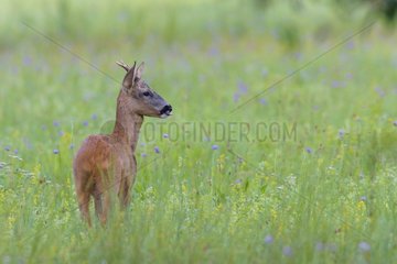 Western Roe Deer (Capreolus capreolus) on Meadow  Roebuck  Hesse  Germany  Europe