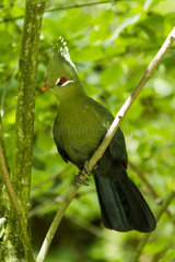 Livingstone's Turaco on a branch
