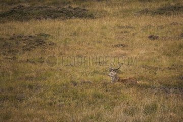 Scottish deer (Cervus elaphus scoticus) in the moor. Isle of Jura  Scotland