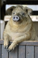 Portrait of Pig at the door of a farmhouse - France