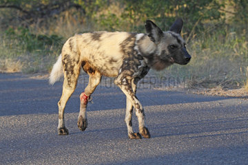 African Wild Dog (Lycaon pictus) . Lycaon victim of poaching (traps). Kruger National Park . South Africa