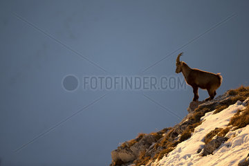 Young Alpine ibex (Capra ibex) male  Valais Alps  Switzerland.