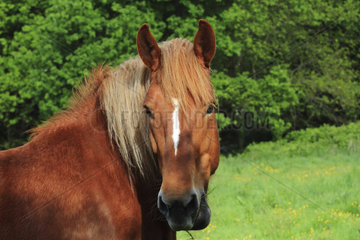 Portrait of Breton draft horse (Equus caballus) in a meadow  Ploemeur  Brittany  France
