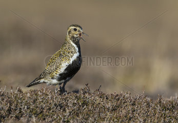 Golden plover (Pluvialis apricaria) amongst heather and calling  Shetland