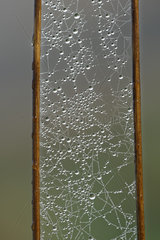 Dewdrops on spider web in autumn  Prairie Fouzon Natura 2000 Zone  Centre Val-de-Loire  France