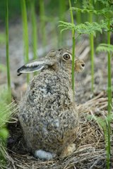 European hare (Lepus europaeus ) in ferns  Ardennes   Belgium
